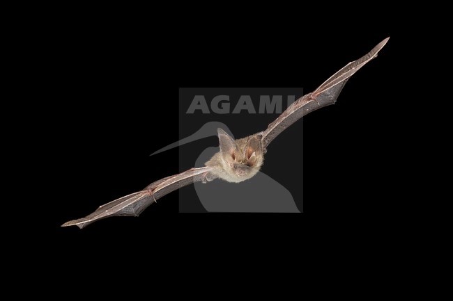 Gewone grootoorvleermuis vliegend; Brown long-eared bat flying stock-image by Agami/Theo Douma,