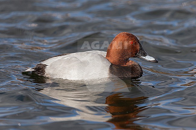 A adult male Common Pochard (Aythya ferina) with its hypnotizing red eyes is swimming on a lake. stock-image by Agami/Mathias Putze,