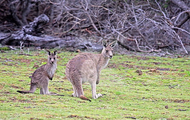 Eastern grey kangaroo (Macropus giganteus) in Australia. Also known as the great grey kangaroo and the forester kangaroo. stock-image by Agami/Pete Morris,