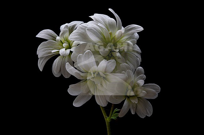 saxifrage, Haarlems klokkenspel, Saxifraga granulata var. plena stock-image by Agami/Wil Leurs,