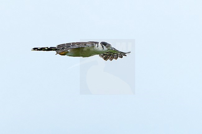 Buckley's Forest Falcon (Micrastur buckleyi) in Northern Peru. stock-image by Agami/Dani Lopez-Velasco,