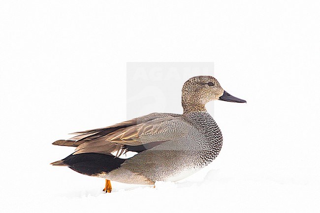 Krakeend; Gadwall; Anas strepera stock-image by Agami/Menno van Duijn,