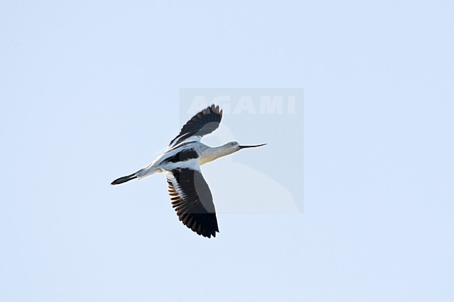 Noordamerikaanse Kluut in vlucht; American Avocet in flight stock-image by Agami/Marc Guyt,