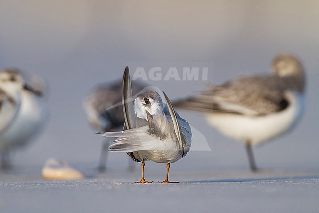 Presumed Saunder's Tern - Orientseeschwalbe - Sternula saundersi, Oman stock-image by Agami/Ralph Martin,
