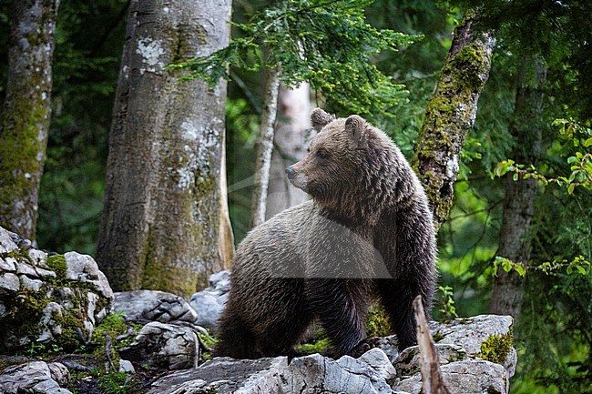 Portrait of a European brown bear, Ursus arctos, in the Slovenian forest. Notranjska, Slovenia stock-image by Agami/Sergio Pitamitz,