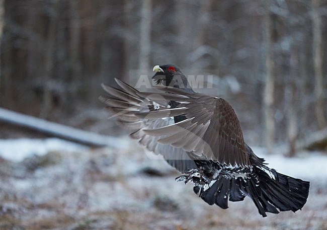 Mannetje Auerhoen in vlucht, Male Western Capercaillie in flight stock-image by Agami/Markus Varesvuo,