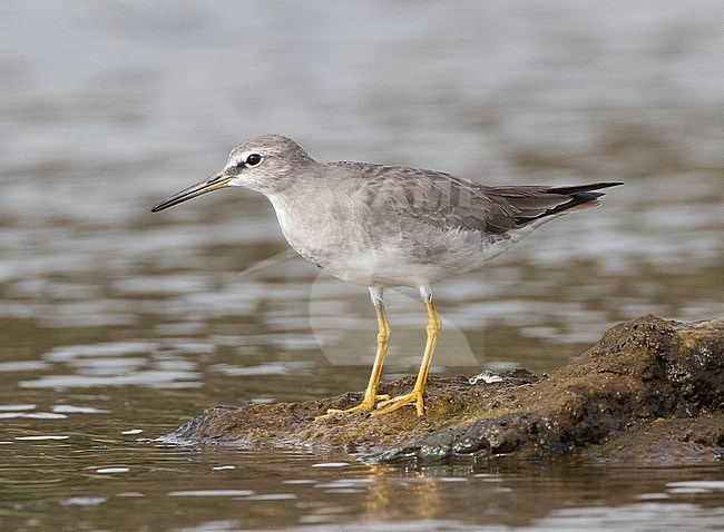 First-winter Grey-tailed Tattler (Tringa brevipes), as a vagrant on Terceira stock-image by Agami/David Monticelli,