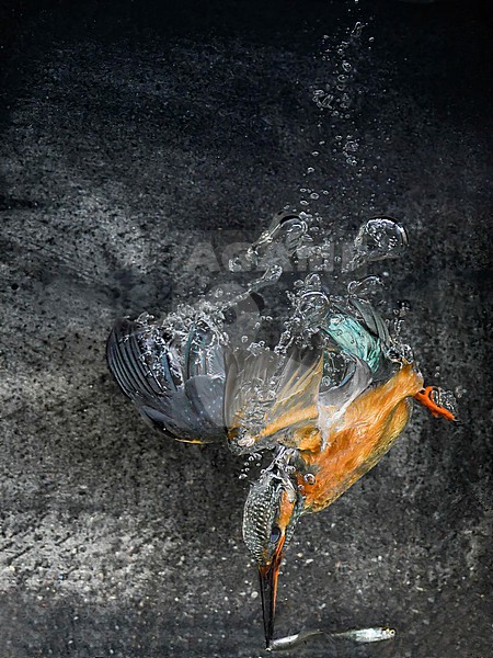 Diving Kingfisher stock-image by Agami/Han Bouwmeester,