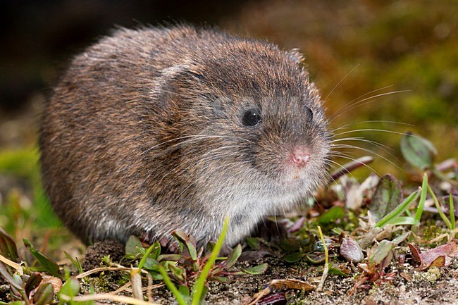 Aardmuis etend op de bosbodem; Field Vole eating on the forest floor stock-image by Agami/Theo Douma,