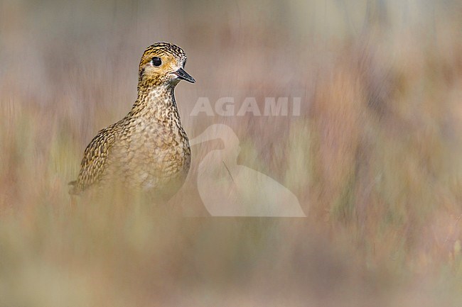Golden Plover (Pluvialis apricaria) close-up stock-image by Agami/Daniele Occhiato,