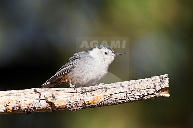 Witborst-boomklever; White-breasted Nuthatch stock-image by Agami/Marc Guyt,