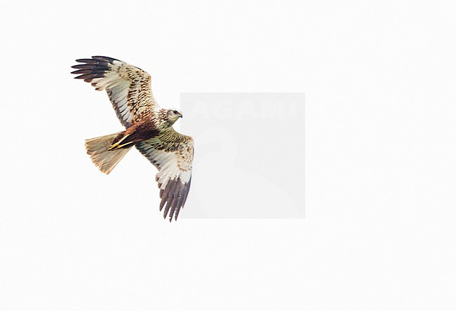 Subadult male Western Marsh Harrier (Circus aeruginosus) in flight, seen from below. stock-image by Agami/Menno van Duijn,