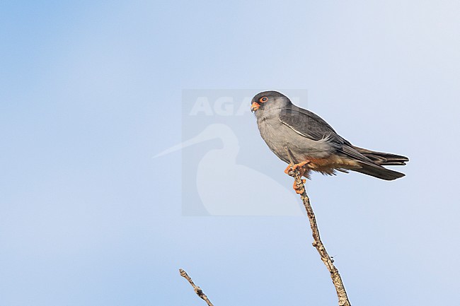 Amur Falcon - Amurfalke - Falco amurensis, Russia, adult male stock-image by Agami/Ralph Martin,