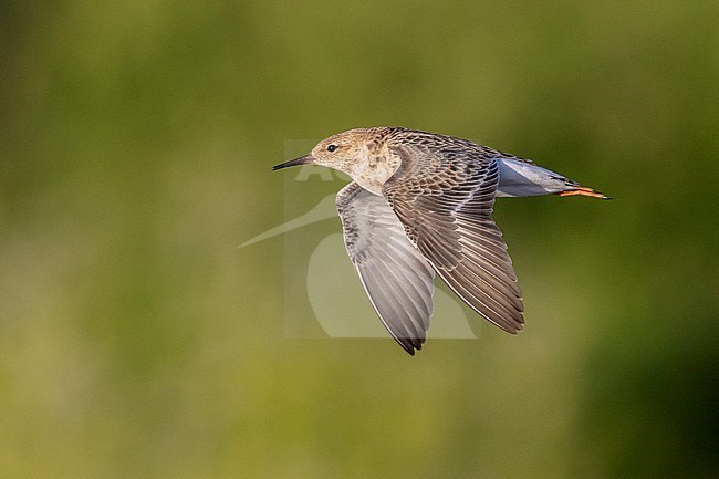 Ruff (Philomachus pugnax), side view of an adult female in flight, Campania, Italy stock-image by Agami/Saverio Gatto,