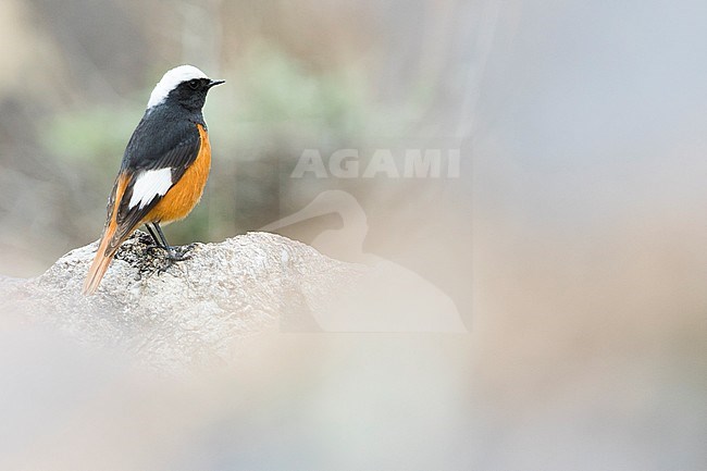 Adult male White-winged Redstart (Phoenicurus erythrogastrus grandis) perched on a rock in Tajikistan. stock-image by Agami/Ralph Martin,