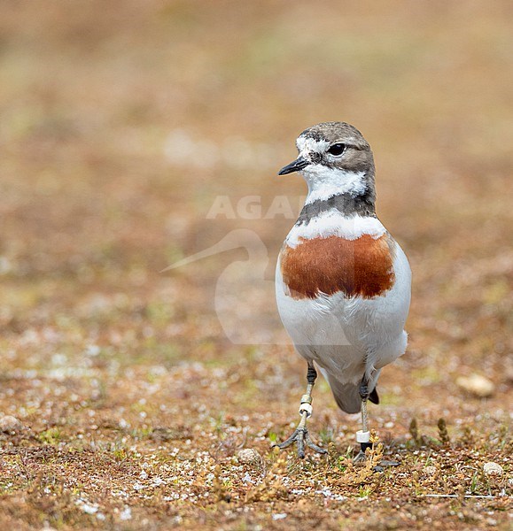 Double-banded plover (Charadrius bicinctus bicinctus) in New Zealand. Also known as the Banded Dotterel or Pohowera. stock-image by Agami/Marc Guyt,