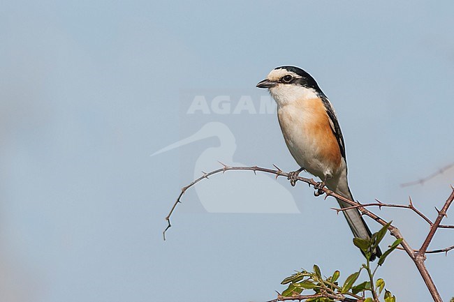 Masked Shrike - Maskenwürger - Lanius nubicus, Turkey, adult male stock-image by Agami/Ralph Martin,