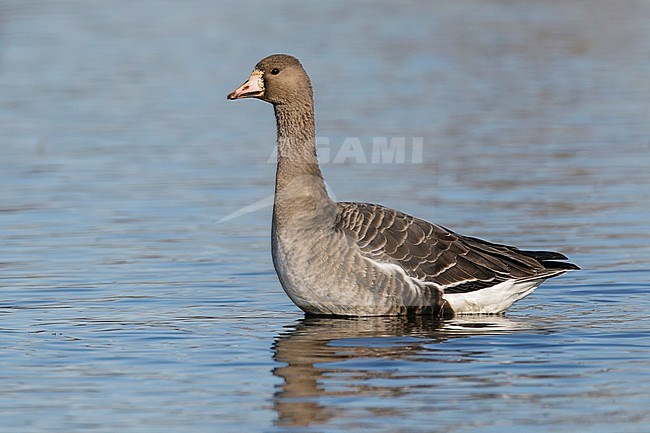 Adult
Colusa Co., CA
December 2012 stock-image by Agami/Brian E Small,