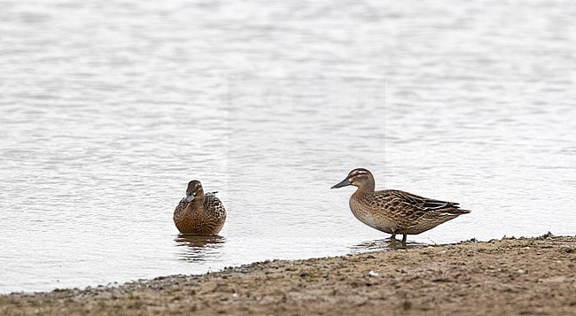 Juvenile Garganey (Anas querquedula) standing on the shore of a local lake in the Netherlands during late summer. stock-image by Agami/Edwin Winkel,