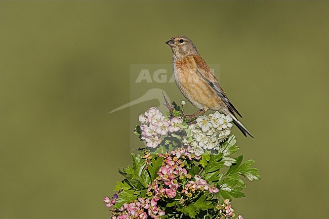 Kneu zittend op tak; Common Linnet sitting on branch stock-image by Agami/Menno van Duijn,