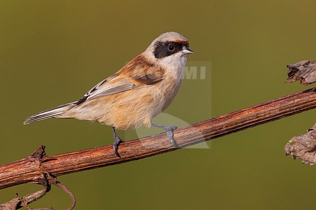 Buidelmees man zittend; Penduline Tit male perched stock-image by Agami/Daniele Occhiato,