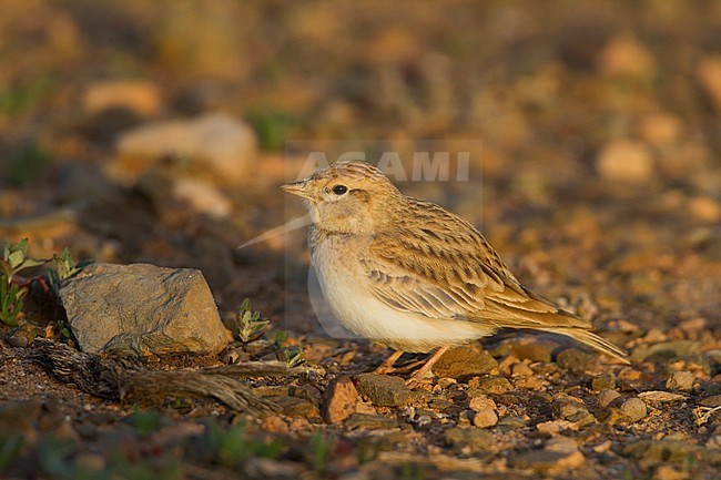 Short-toed Lark - Kurzzehenlerche - Calandrella brachydactyla ssp. rubiginosa, Morocco, adult stock-image by Agami/Ralph Martin,
