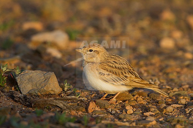 Short-toed Lark - Kurzzehenlerche - Calandrella brachydactyla ssp. rubiginosa, Morocco, adult stock-image by Agami/Ralph Martin,