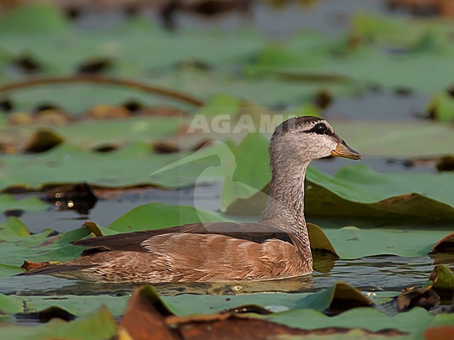 Vrouwtje Coromandeleend, Female Cotton Pygmy-goose stock-image by Agami/Alex Vargas,