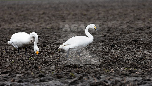Bewick's Swan (Cygnus bewickii) standing on a barren field in winter in the Netherlands. stock-image by Agami/Menno van Duijn,