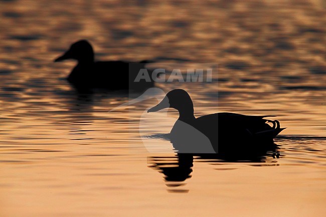 Paartje Wilde Eend, Mallard pair stock-image by Agami/Daniele Occhiato,