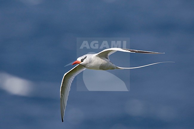 Roodsnavelkeerkringvogel in vlucht Tobago, Red-billed Tropicbird in flight Tobago stock-image by Agami/Wil Leurs,