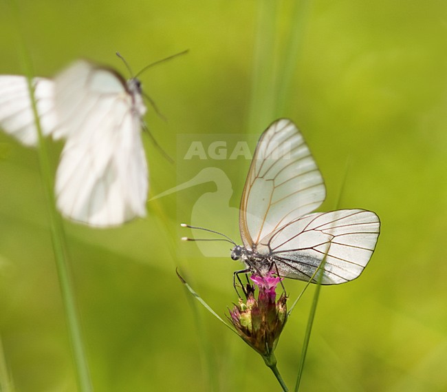 Groot Geaderd Witje, Black-veined White stock-image by Agami/Rob de Jong,
