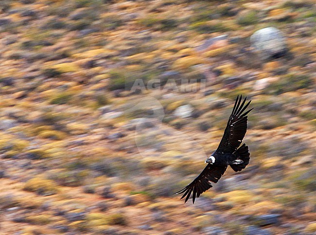 Andean Condor (Vultur gryphus) in flight over Patagonia in Argentina. It the largest flying bird in the world by weight and wingspan. stock-image by Agami/Marc Guyt,