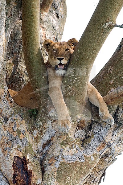 Lioness (Panthera leo) resting in a tree in Uganda. Half sleeping with mouth open. stock-image by Agami/Laurens Steijn,