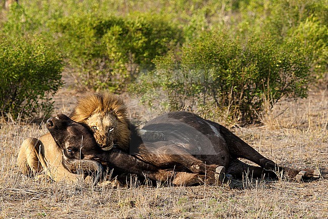 Lion (Panthera Leo) male with fresh African Buffalo (Syncerus caffer) carcass at Kruger National Park in summer stock-image by Agami/Caroline Piek,