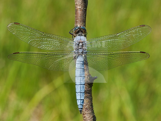 Mannetje Zuidelijke oeverlibel, Male Orthetrum brunneum stock-image by Agami/Wil Leurs,