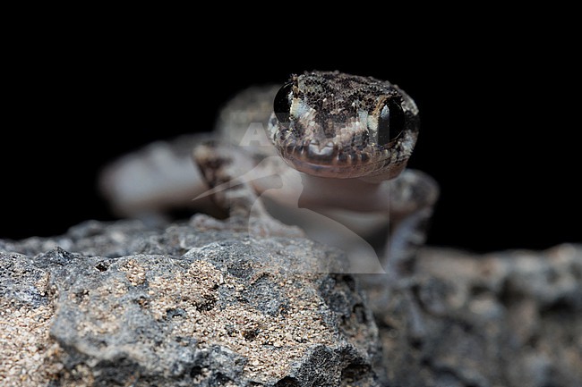 Simpson’s Leaf-toed Gecko (Phyllodactylus simpsoni) taken the 27/10/2025 at Isabella - Galapagos. stock-image by Agami/Nicolas Bastide,