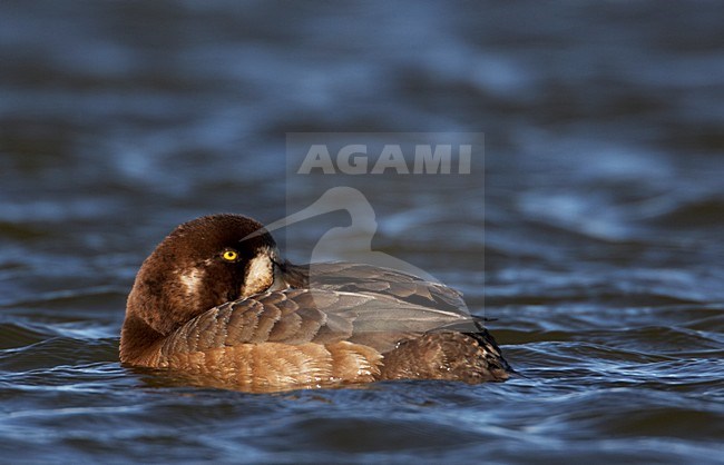 Vrouwtje Topper poetsend; Female Greater Scaup preening stock-image by Agami/Markus Varesvuo,