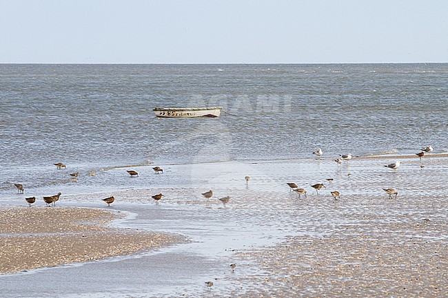 Rosse Grutto's op het wad van Texel; Bar-tailed Godwit's in the Waddensea at Texel stock-image by Agami/Menno van Duijn,