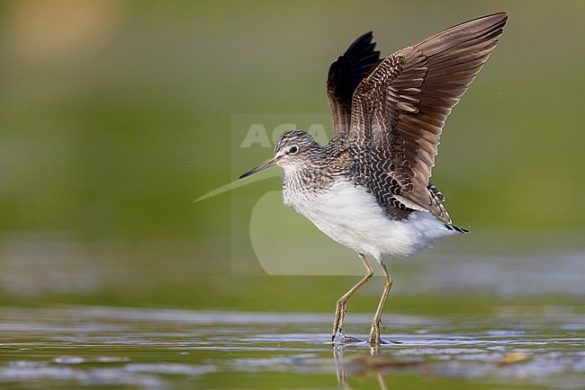 Green Sandpiper (Tringa ochropus), side view of an adult at take-off, Campania, Italy stock-image by Agami/Saverio Gatto,