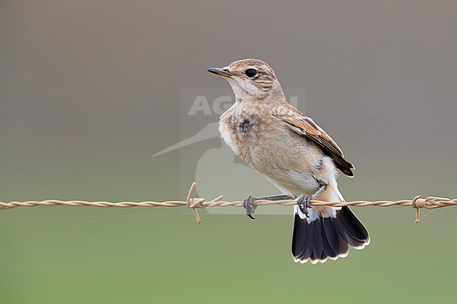 Capped Wheatear (Oenanthe pileata), juvenile perched on a barbed wire, Western Cape, South Africa stock-image by Agami/Saverio Gatto,