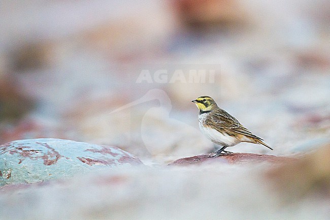 Strandleeuwerik, Shore Lark, Eremophila alpestris stock-image by Agami/Menno van Duijn,