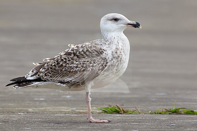 Onvolwassen Grote Mantelmeeuw; Immature Great Black-backed Gull stock-image by Agami/Daniele Occhiato,
