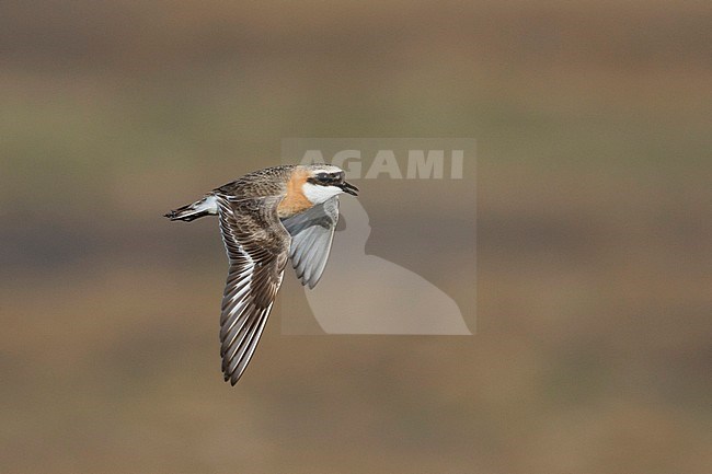 Lesser Sand Plover - Mongolenregenpfeifer - Charadrius mongolus ssp. pamirensis, Kyrgyzstan, adult male stock-image by Agami/Ralph Martin,