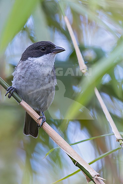 Puerto Rican Tanager (Nesospingus speculiferus) Perched on a branch in Puerto Rico stock-image by Agami/Dubi Shapiro,