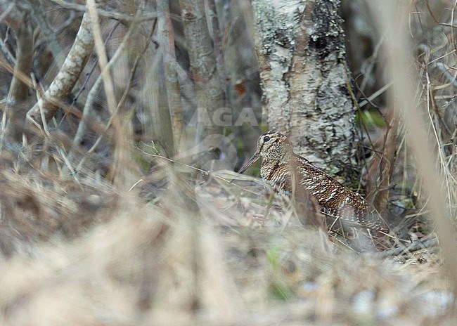 Eurasian Woodcock (Scolopax rusticola) skulking on the ground in a dense Finnish forest. stock-image by Agami/Dick Forsman,