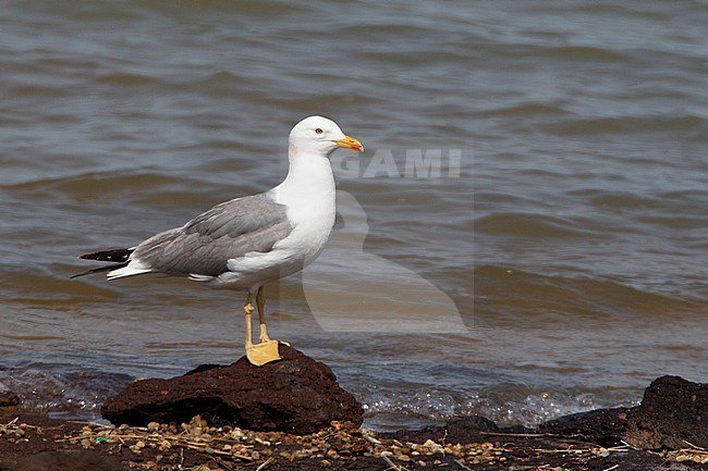 Adult Armenian Gull (Larus armenicus) standing on a rock along the shore of lake Van in Eastern Turkey. stock-image by Agami/David Monticelli,