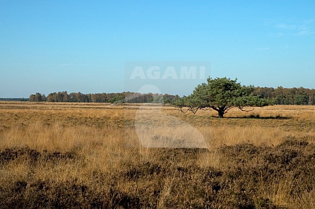 Strabrechtse heide Netherlands, Strabrechtse heide Nederland stock-image by Agami/Marc Guyt,
