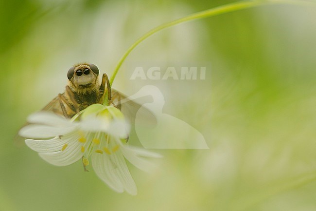 Closeup van een vlieg, Close up of a fly stock-image by Agami/Rob de Jong,