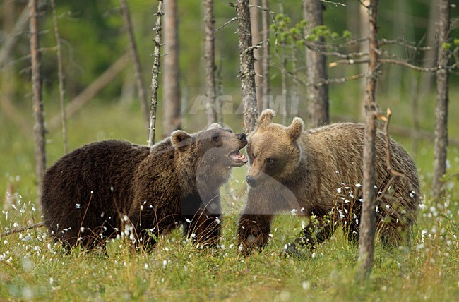 Vechtende Bruine Beren in gras, Brown Bears fighting in gras stock-image by Agami/Danny Green,